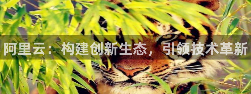 壹号大舞台官网：阿里云：构建创新生态，引领技术革新